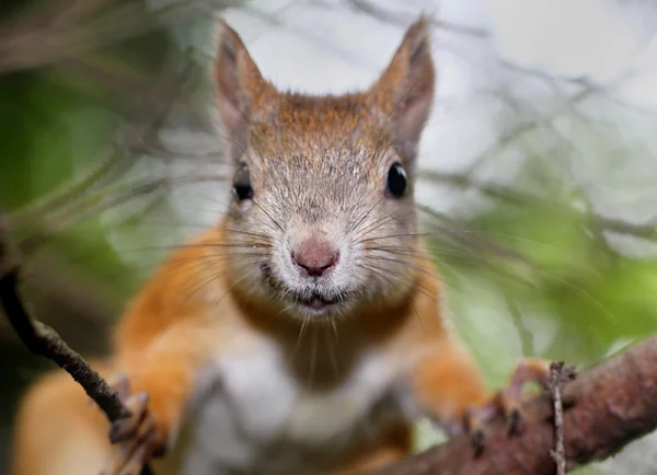 Eichhörnchen-Porträt mit Freiraum — Stockfoto