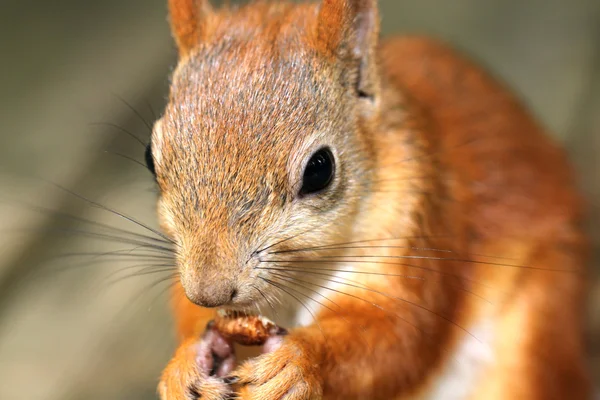 Proteine im Porträt — Stockfoto