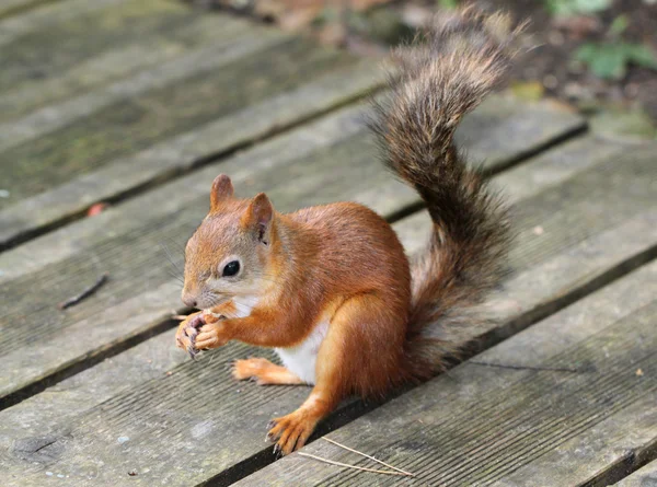 Squirrel sitting with nuts — Stock Photo, Image