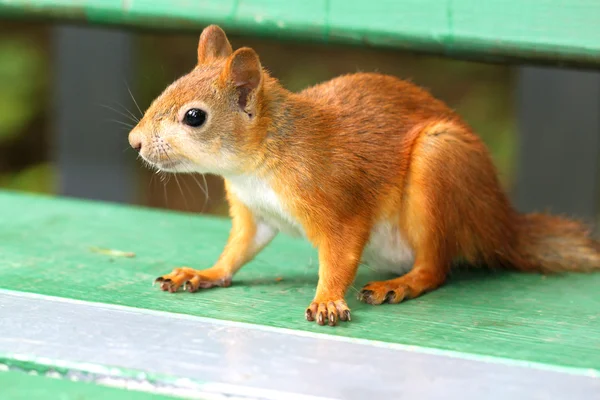 Ein neugieriges Eichhörnchen — Stockfoto