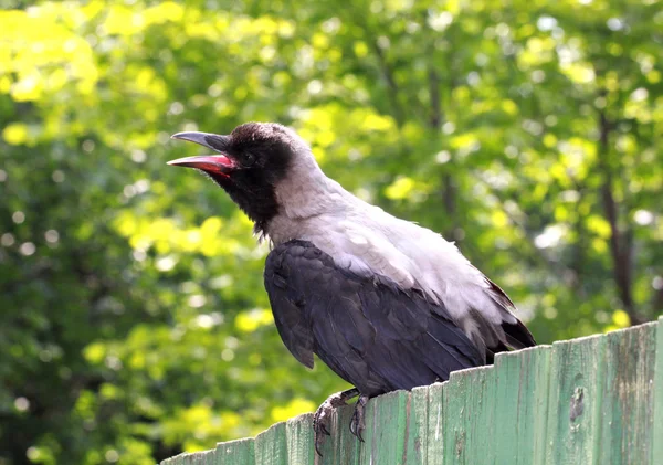 Grau ein Rabenvogel — Stockfoto