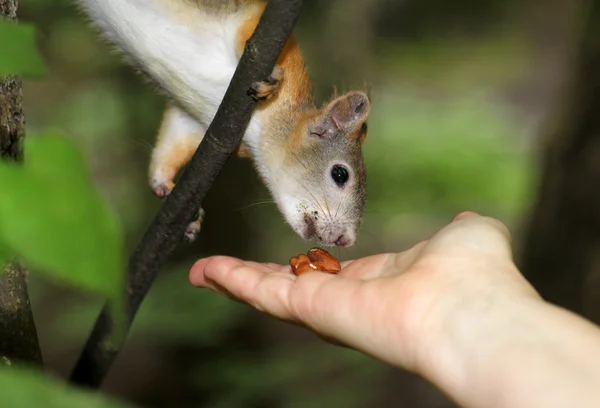 Eichhörnchen frisst eine Nuss mit zwei Händen — Stockfoto