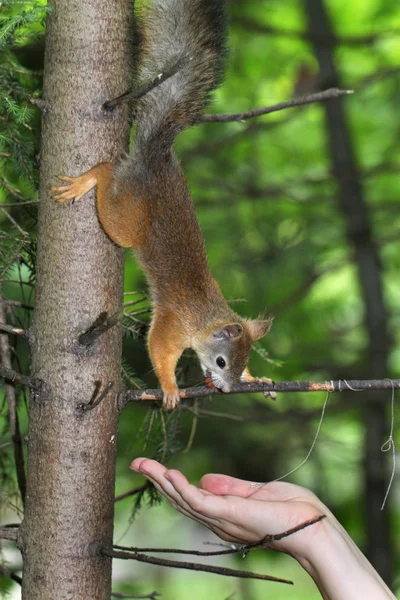 Eichhörnchen auf einem Baum — Stockfoto