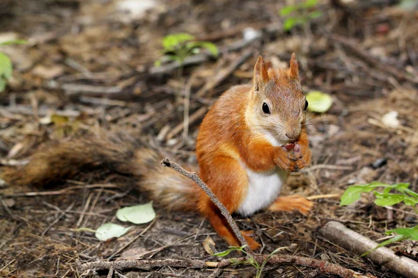 Squirrel sitting on the ground and eats a nut — Stock Photo, Image