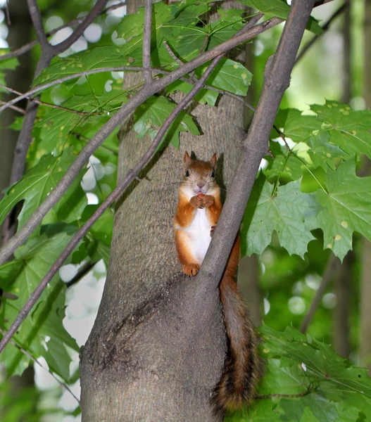 Squirrel sitting with nuts — Stock Photo, Image