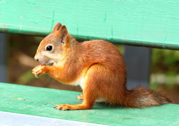 Stock _ Squirrel eating a delicious nut — стоковое фото