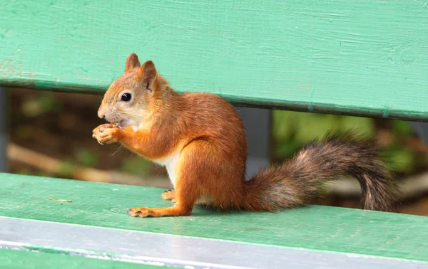 Stock_Squirrel eating a delicious nut — Stock Photo, Image
