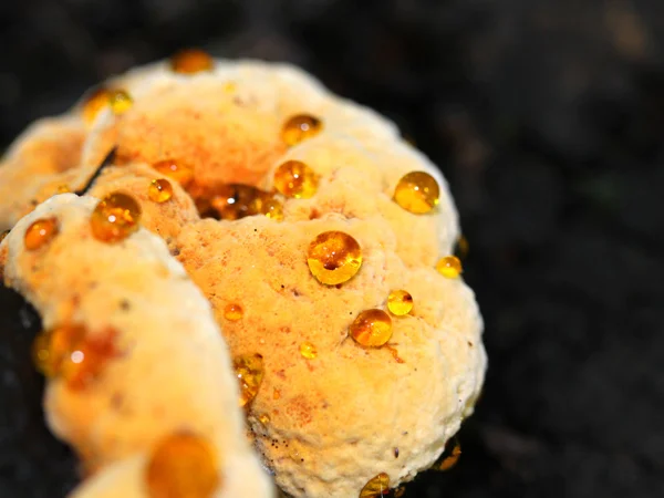 Fungo giallo su un albero — Foto Stock