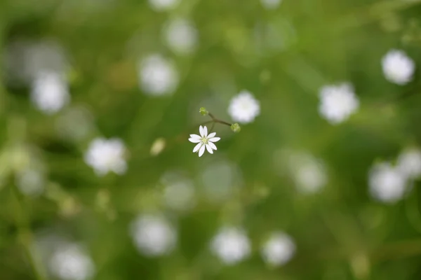 白色的小花 — 图库照片