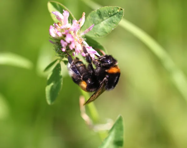 Hommel nectar drinken uit een bloem — Stockfoto