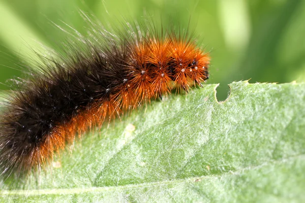 Yeşil yapraklı tırtıl