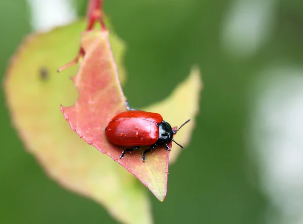 Pequeño escarabajo rojo — Foto de Stock