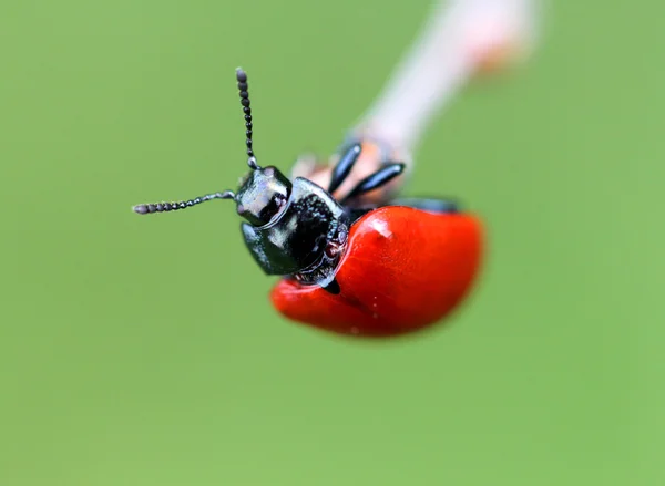 Pequeño escarabajo rojo — Foto de Stock