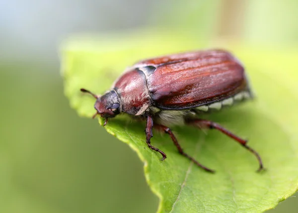 Może chrząszcz, siedząc na liściu — Zdjęcie stockowe