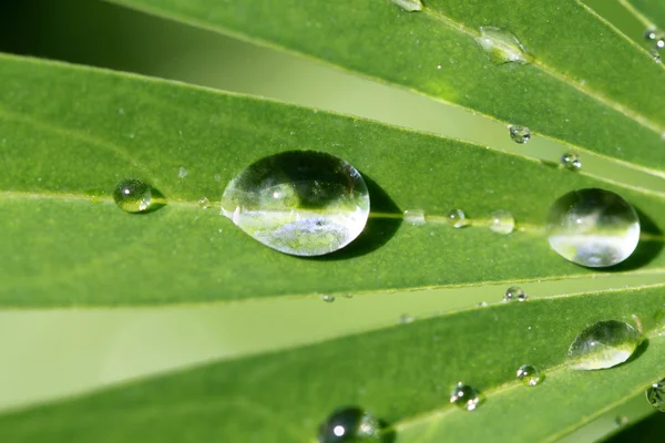 Gotas redondas em uma folha verde — Fotografia de Stock