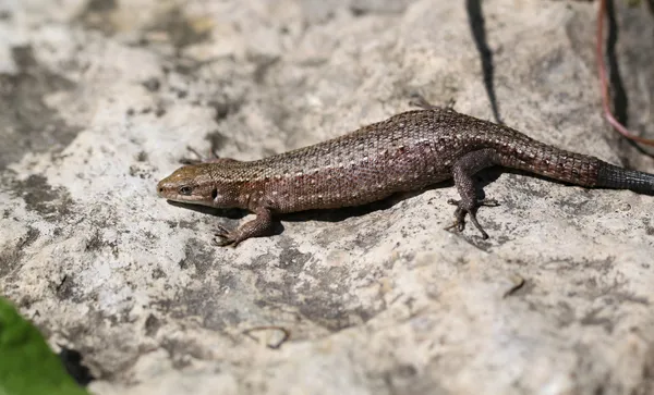 Small lizard on a rock — Stock Photo, Image