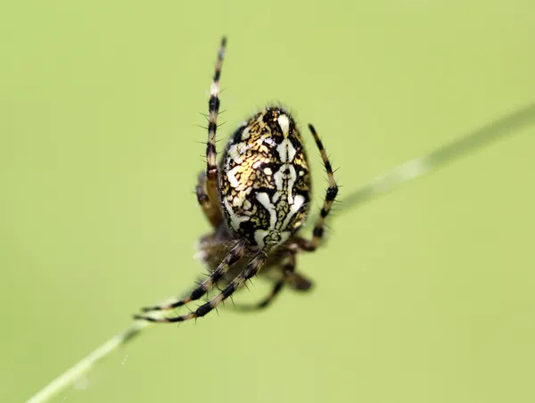 Spider sitting on web — Stock Photo, Image