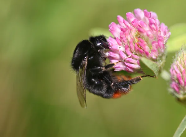 Yonca üzerinde oturan bumblebee — Stok fotoğraf