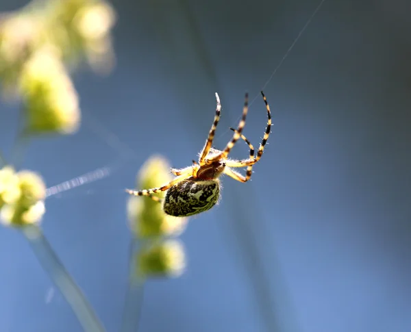 L'araignée est assise sur une toile d'araignée — Photo