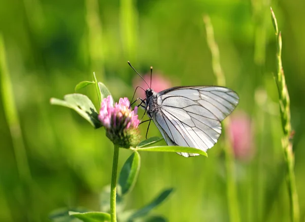 Beyaz kelebek bir yonca oturur — Stok fotoğraf
