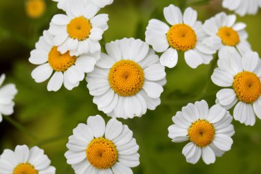 Çiçekler beyaz papatya