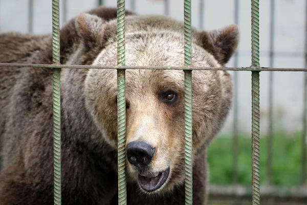 Бурый медведь в клетке — стоковое фото