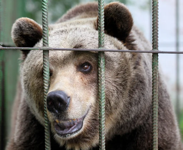 Retrato de un oso pardo en una jaula — Foto de Stock