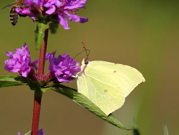 Vlinder op een blauwe bloem — Stockfoto