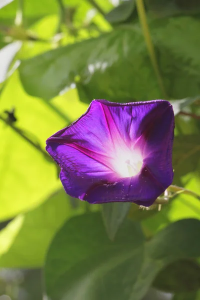 Mooie paarse bloem op een groene achtergrond. — Stockfoto