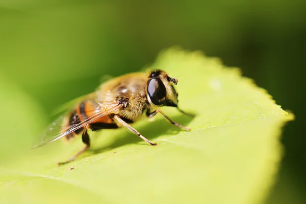 Gadfly insect sitting on a green leaf — Stock Photo, Image