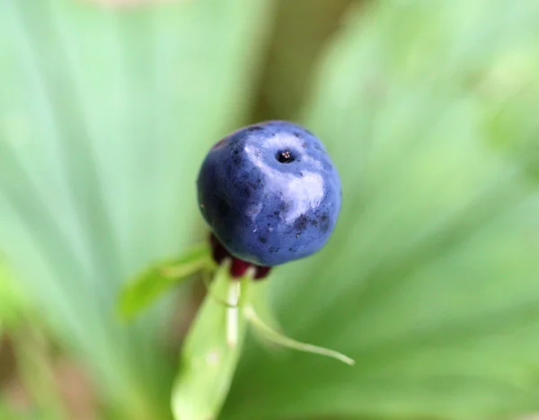 Big blue poisonous wolf berry — Stock Photo, Image