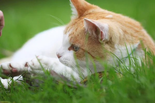 美しい白 - 赤い猫 — ストック写真