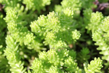 dağ tepe üzerinde bitkiler