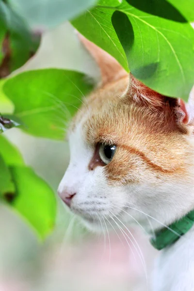 Hermoso blanco - gato rojo está en las hojas verdes —  Fotos de Stock