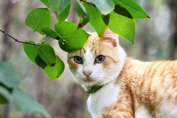 Hermoso blanco - gato rojo está en las hojas verdes —  Fotos de Stock