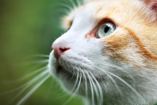 Retrato de hermoso gato blanco pelirrojo — Foto de Stock