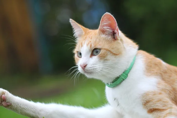 Mooi wit - rode kat — Stockfoto