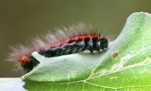 Oruga grande negra y roja — Foto de Stock