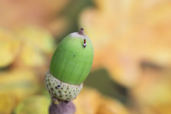 Groene acorn op een achtergrond van gele bladeren — Stockfoto