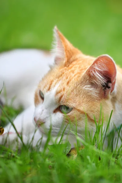 Beautiful white - red cat dreams of green grass — Stock Photo, Image