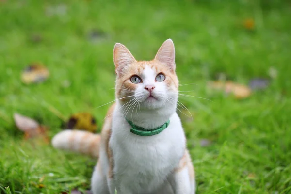 Krásná bílá - kočka hraje v zelené trávě — Stock fotografie