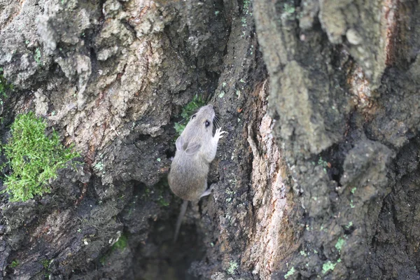 Topo di legno grigio su un albero nella foresta . — Foto Stock