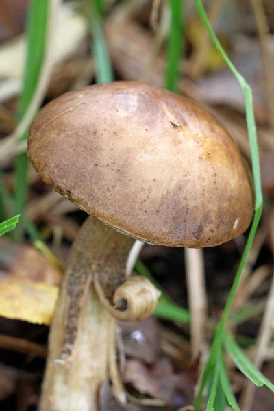 Fungo porcino nella foresta — Foto Stock