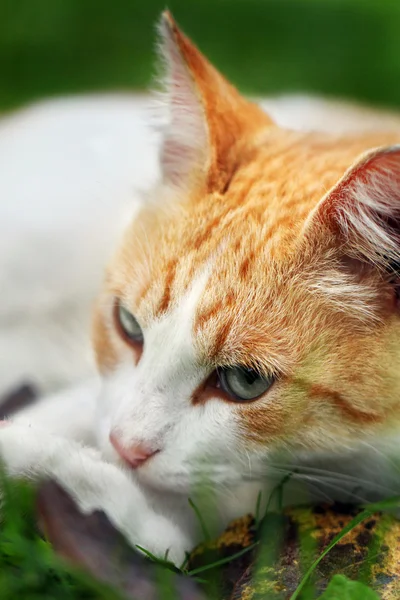 Beautiful white - red cat dreams of green grass — Stock Photo, Image