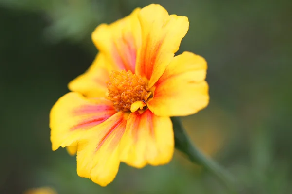 Vacker gul blomma på en grön bakgrund — Stockfoto