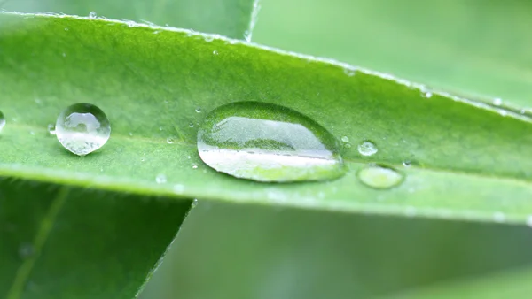 Goutte d'eau transparente ovale sur une feuille verte — Photo