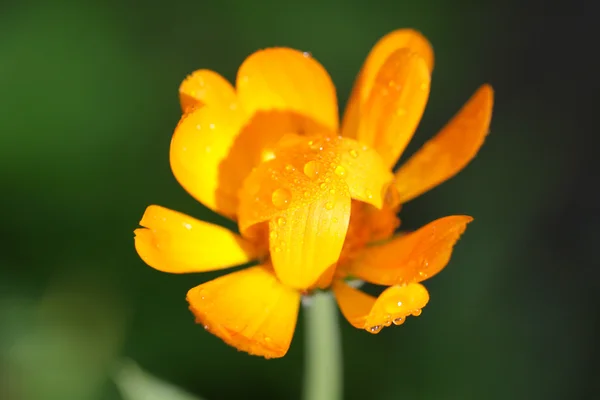 緑の背景に美しい黄色の花 — ストック写真