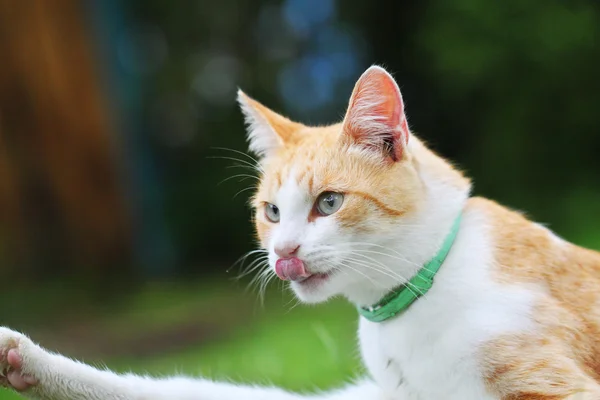 美しい白 - 赤い猫 — ストック写真