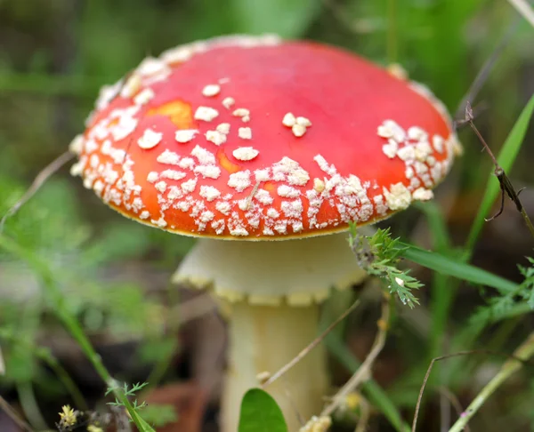 Big red fly agaric — Stock Photo, Image