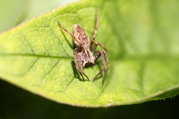 A small brown spider — Stock Photo, Image
